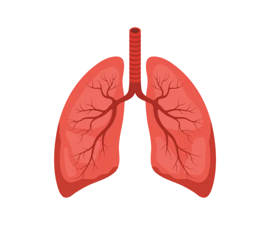 Human lung icon. Red and black Internal organ. Pulmonology and anatomy concept. Medical Vector illustration in flat cartoon style  Illustration