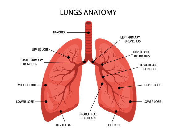 Human Lungs anatomy. Medical structure of internal organ. Educational information poster. Vector illustration in flat cartoon style  Illustration