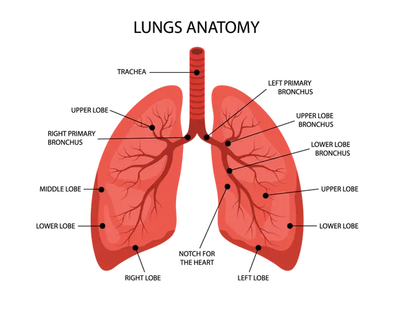 Human Lungs anatomy. Medical structure of internal organ. Educational information poster. Vector illustration in flat cartoon style  Illustration