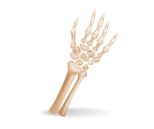 Human palm bone  Illustration