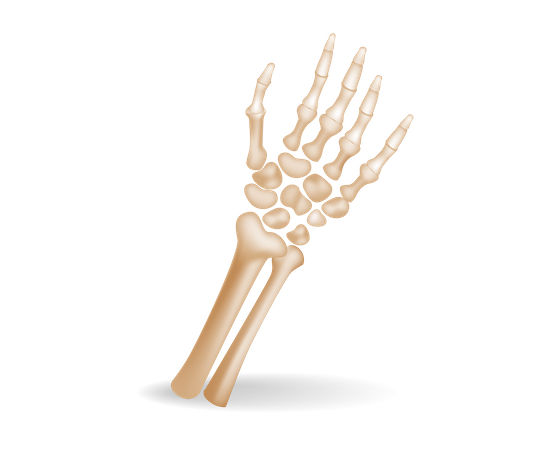 Human palm bone  Illustration