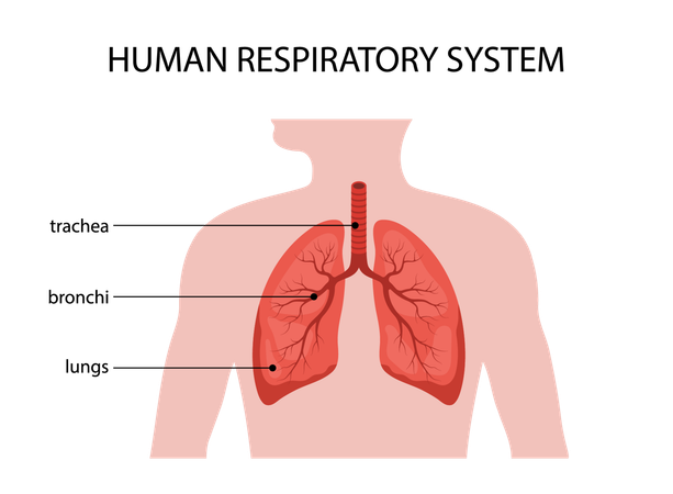 Human respiratory system. Lungs anatomy. Medical structure of internal organ. Educational information poster. Vector illustration in flat cartoon style  Illustration