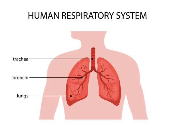 Human respiratory system. Lungs anatomy. Medical structure of internal organ. Educational information poster. Vector illustration in flat cartoon style  Illustration
