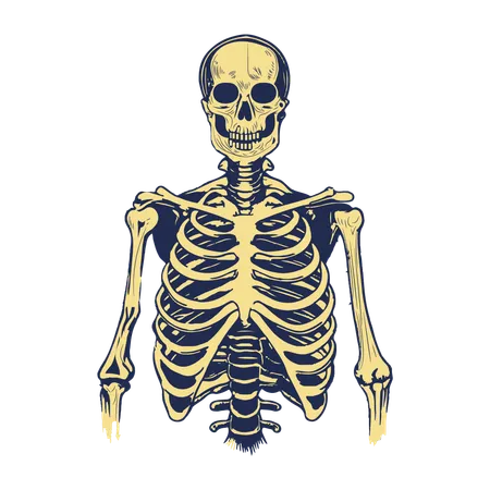 Human Skeleton  Illustration