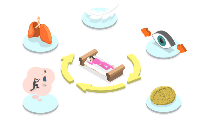 Human Sleep Cycle  Illustration