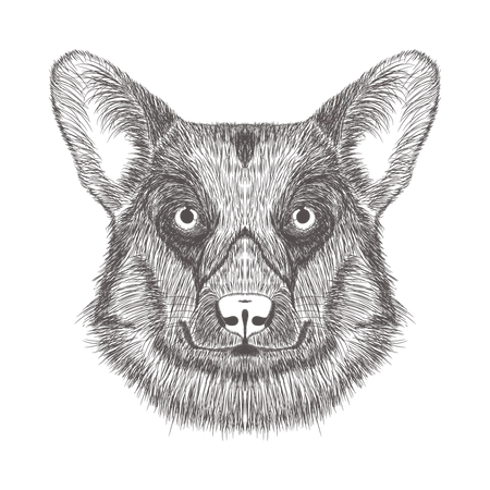 Hund  Illustration