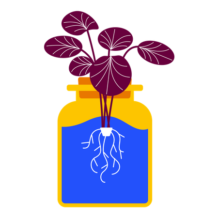 Hydroponic plant  Illustration
