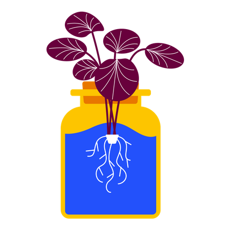 Hydroponic plant  Illustration