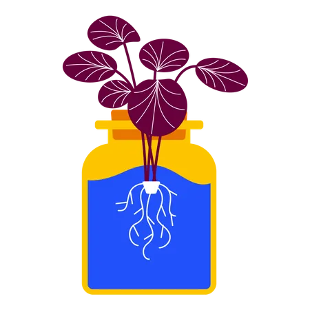 Hydroponic plant  Illustration