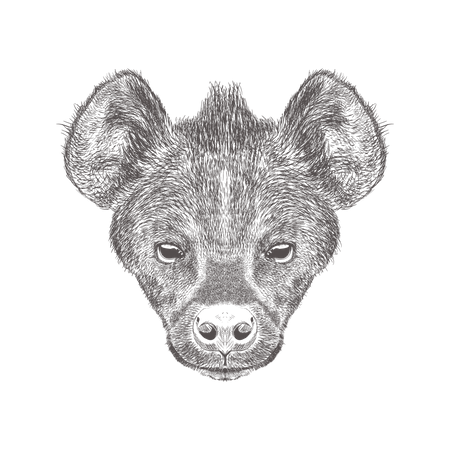 Hyena  Illustration