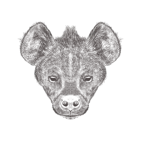 Hyena  Illustration