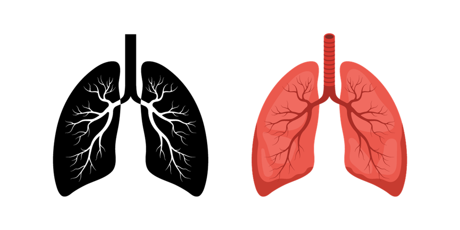 Ícone de pulmão humano. Órgão interno vermelho e preto. Conceito de pneumologia e anatomia. Ilustração vetorial médica em estilo cartoon.  Ilustração