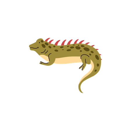 Iguana Species  Illustration