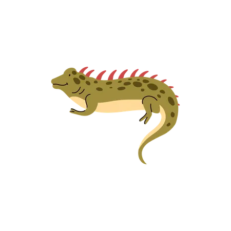 Iguana Species  Illustration