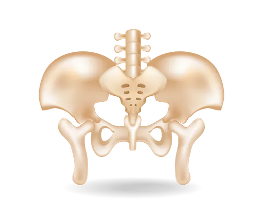 Illustration de concept isométrique 3D plat de la coupe de l'anatomie des os pelviens  Illustration