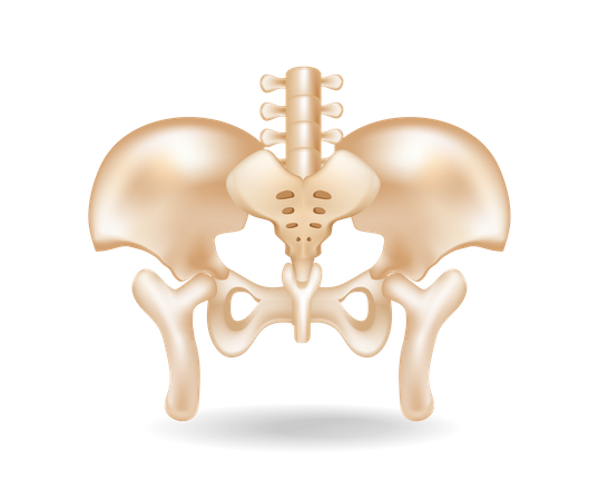 Ilustração plana do conceito isométrico 3d do corte da anatomia do osso pélvico  Ilustração