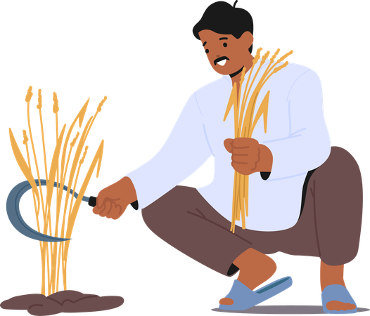 Indian Farmer Crouches To Harvest Crops  Illustration