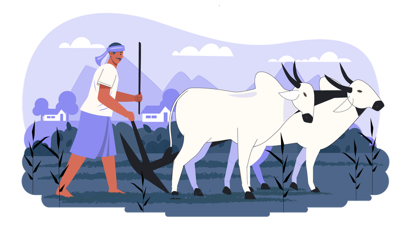 Indian farmer riding bull  Illustration