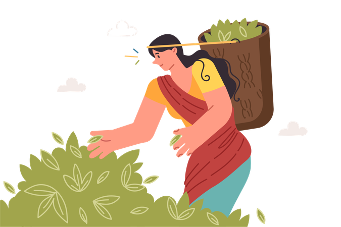 Indian woman collects tea leaves in basket working on highland plantation in asian region  Illustration