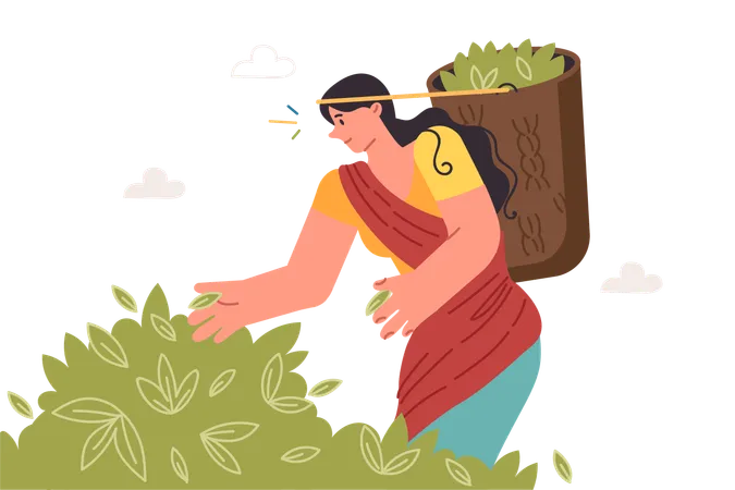 Indian woman collects tea leaves in basket working on highland plantation in asian region  Illustration