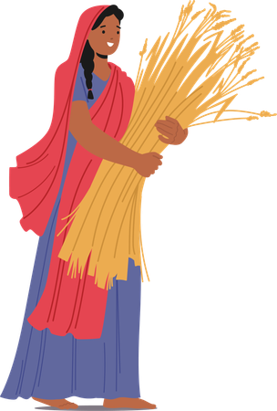 Indian Woman In Traditional Attire Holds Bundle Of Harvested Wheat Stalks  Illustration