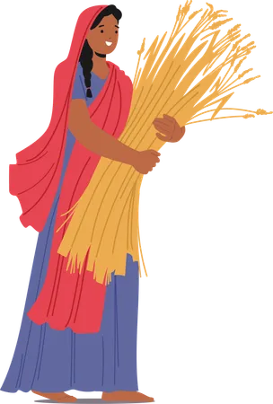 Indian Woman In Traditional Attire Holds Bundle Of Harvested Wheat Stalks  Illustration