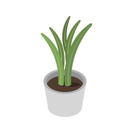Indoor Plant  Illustration