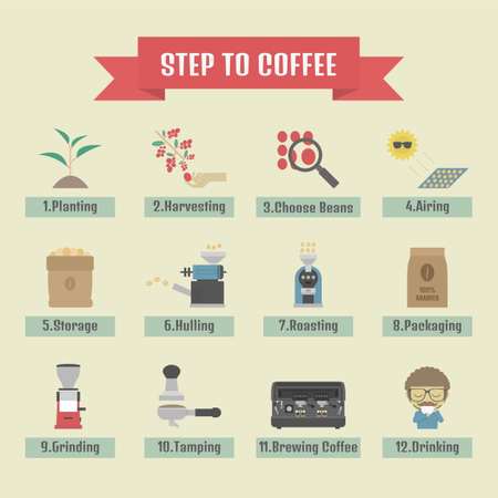 Passo a passo, do feijão à xícara, infográfico de café  Ilustração