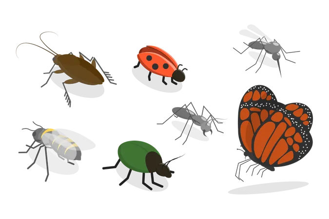 Insectes  Illustration