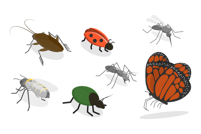 Insectes  Illustration