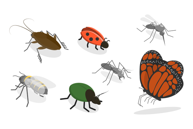 Insects  Illustration