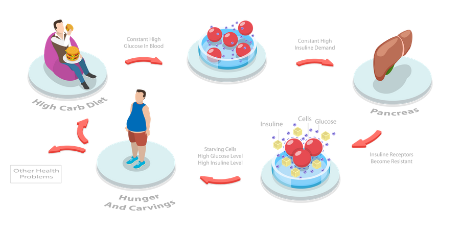 Insulin Resistance  Illustration