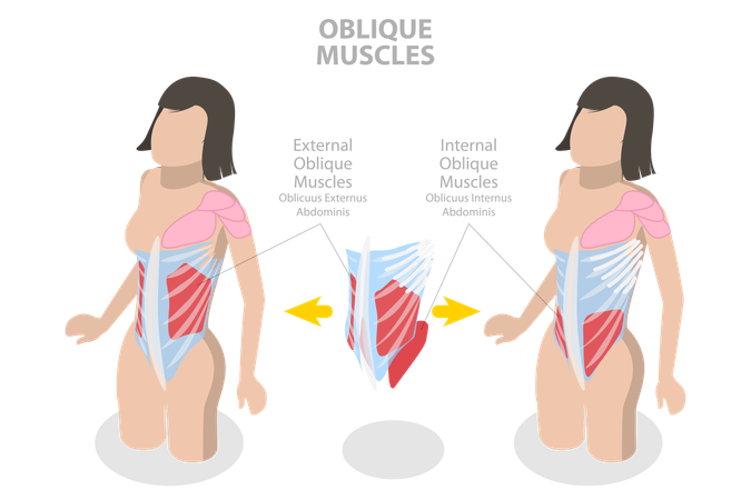 Internal Oblique Muscles and Anatomical Scheme  Illustration