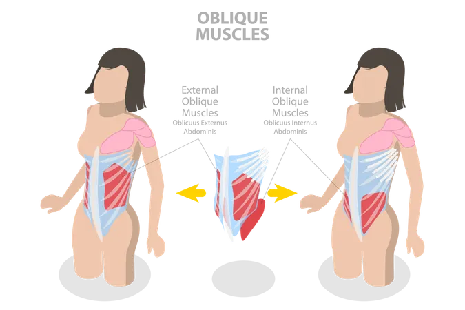 Internal Oblique Muscles and Anatomical Scheme  Illustration