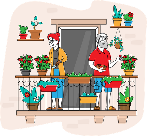 Jardineiro idoso colhendo tomates frescos  Ilustração