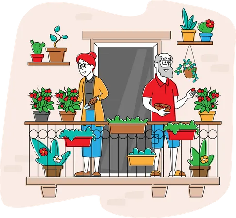 Personagens Seniores Curtindo O Hobby De Jardinagem Trabalhando Na Varanda Cuidando Das Plantas E Regando Verduras E Vegetais Em Vasos Jardineiro Envelhecido Colhendo Tomates Frescos Ilustracao Vetorial Linear Ilustração