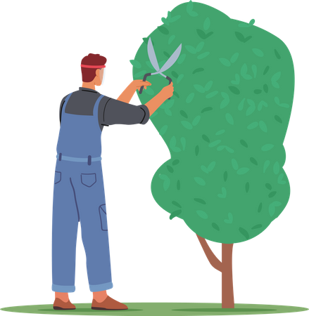 Jardineiro masculino aparando árvore  Ilustração