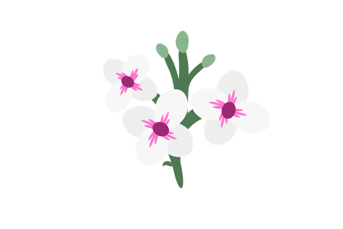 Jasmine Decorative Flowers  Illustration