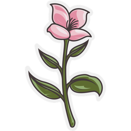 Jasmine Flower  Illustration