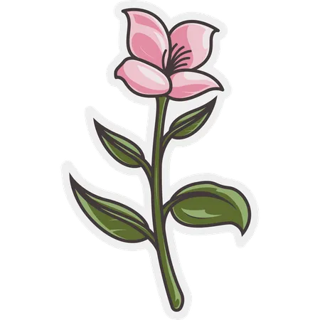 Jasmine Flower  Illustration