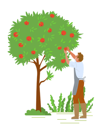 Un jeune homme ramasse des fruits d’un arbre  Illustration