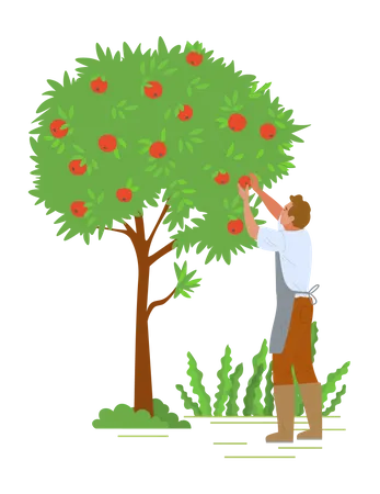 Un jeune homme ramasse des fruits d’un arbre  Illustration