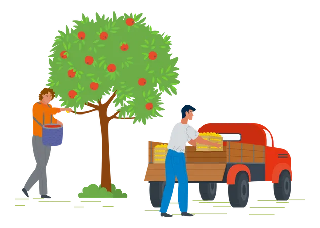 Jeune homme ramassant des fruits de pomme et mettant un panier de fruits dans une camionnette  Illustration