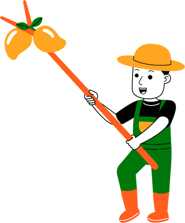 Jovem agricultor colhe mangas  Ilustração