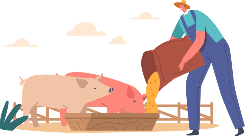 Jovem alimentando porcos colocando grãos no cocho  Ilustração