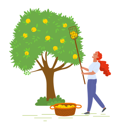 Jovem colhendo frutas  Ilustração