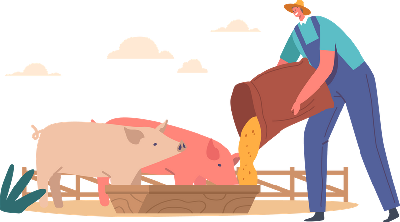 Joven alimentando cerdos poniendo grano en el comedero  Ilustración