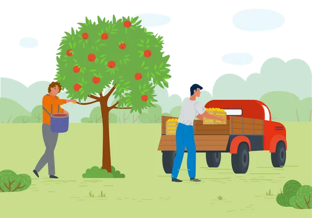 Un joven puso una cesta de frutas en una camioneta después de recoger fruta de una manzana  Ilustración
