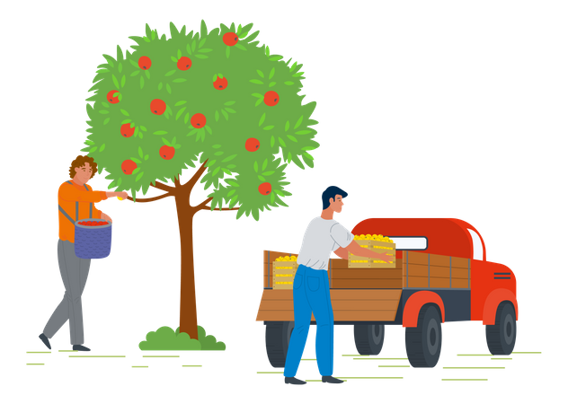 Un joven recoge fruta de una manzana y pone una cesta de frutas en una camioneta  Ilustración