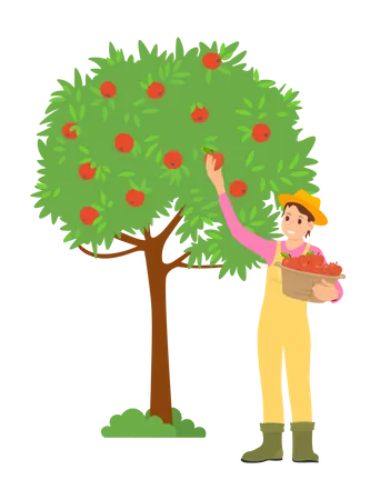 Chico joven recogiendo fruta del árbol  Ilustración